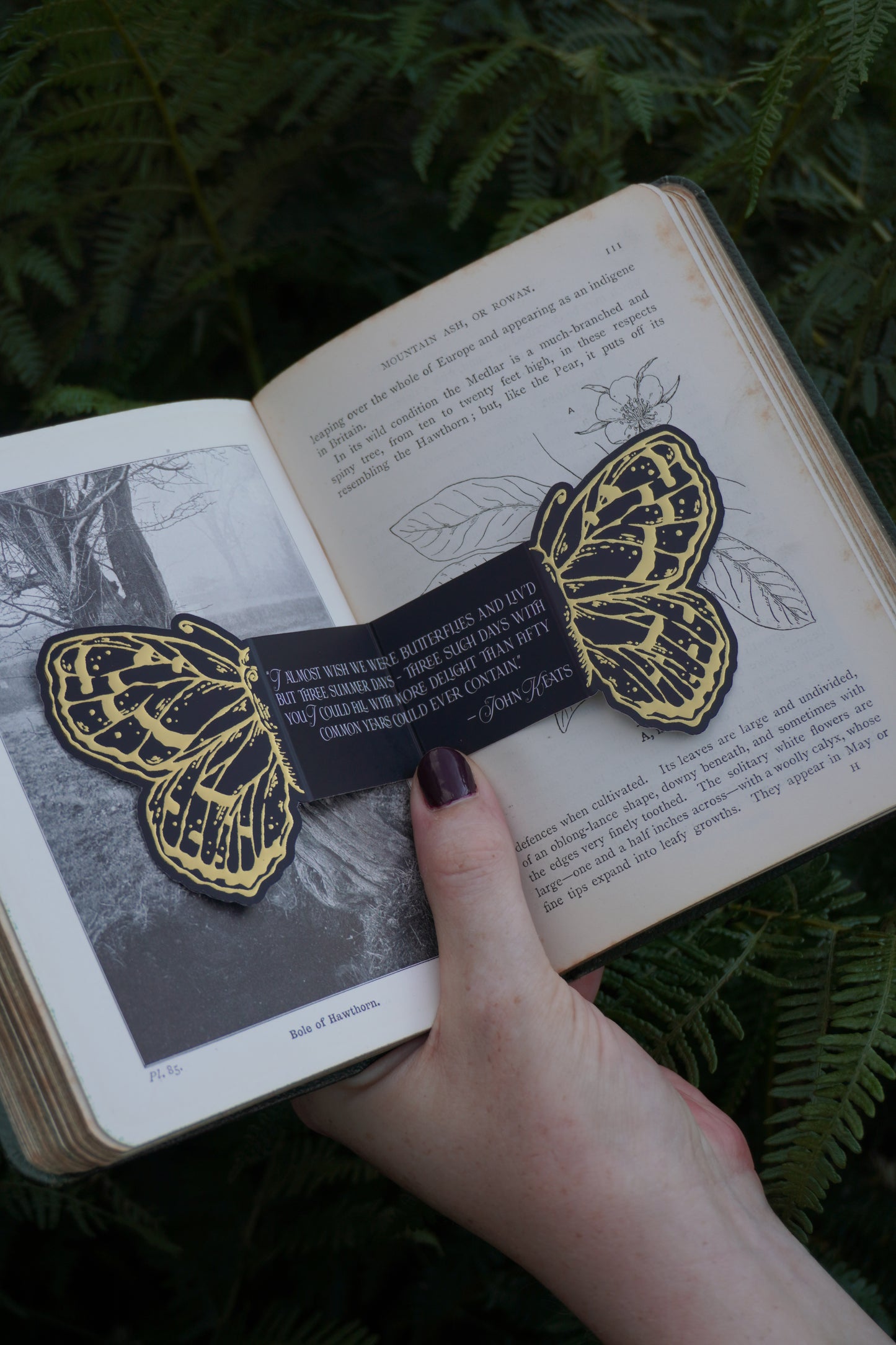 A black paper and gold foil bookmark with gold butterfly illustrations and a white text quote by John Keats ''I almost wish we were butterflies and liv'd but three summer days - three such days with you I could fill with more delight than fifty common years could ever contain' - John Keats, placed across an open book set against green ferns